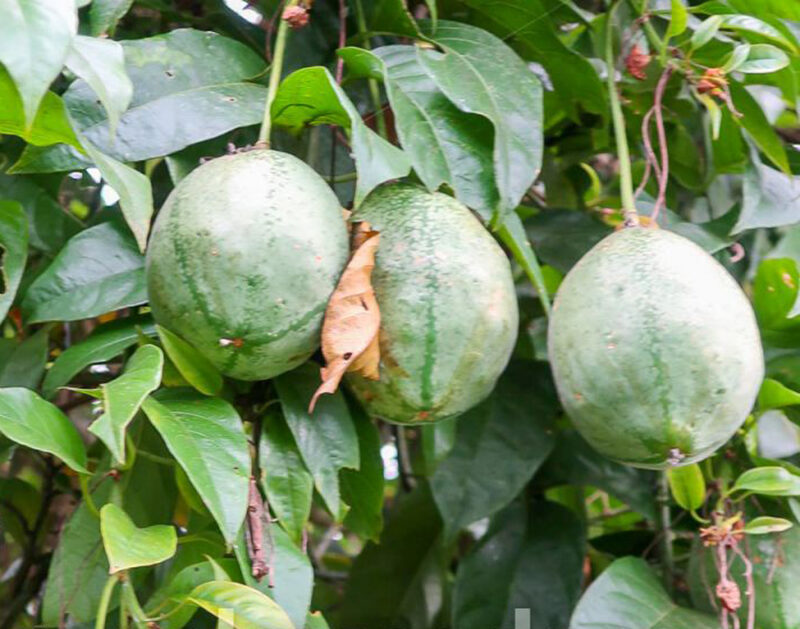 Passiflora popenovii - Quijos Granadilla, Granadilla de Quijos, Popenoe's Passion Flower, Perfect Passionfruit - Image 2