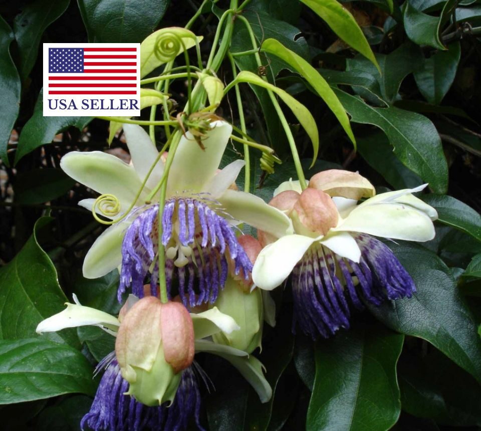 Passiflora popenovii - Quijos Granadilla, Granadilla de Quijos, Popenoe's Passion Flower, Perfect Passionfruit - Image 4