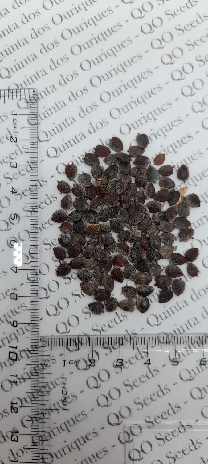 Passiflora popenovii - Quijos Granadilla, Granadilla de Quijos, Popenoe's Passion Flower, Perfect Passionfruit - Image 5