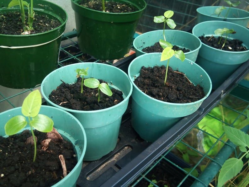 Passiflora quadrangularis - Giant Granadilla, Barbadine, Giant Passionflower, Granadilla, Badea - Image 2