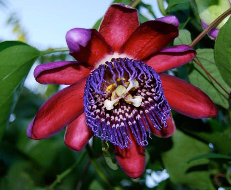 Passiflora quadrangularis - Giant Granadilla, Barbadine, Giant Passionflower, Granadilla, Badea - Image 5