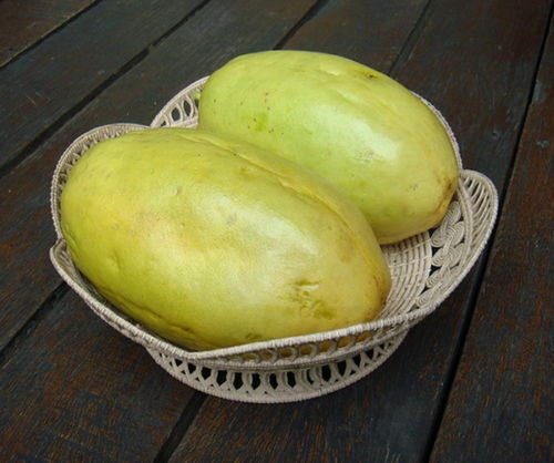 Passiflora quadrangularis - Giant Granadilla, Barbadine, Giant Passionflower, Granadilla, Badea - Image 7