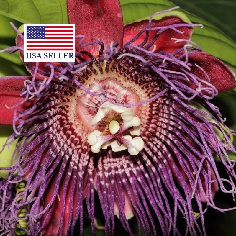 Passiflora quadrangularis - Giant Granadilla, Barbadine, Giant Passionflower, Granadilla, Badea - Image 11