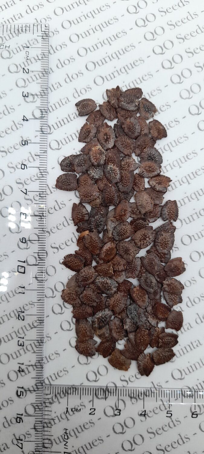 Passiflora quadrangularis - Giant Granadilla, Barbadine, Giant Passionflower, Granadilla, Badea - Image 12