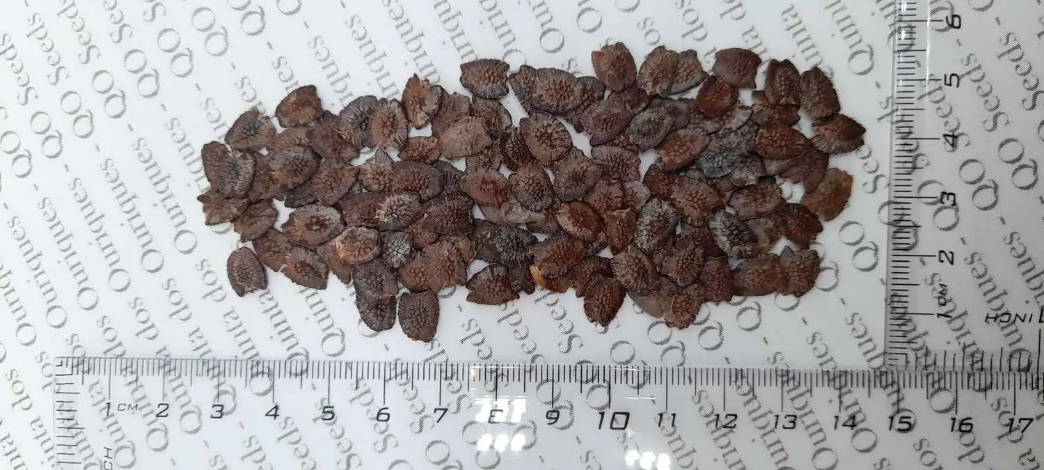 Passiflora quadrangularis - Giant Granadilla, Barbadine, Giant Passionflower, Granadilla, Badea - Image 11