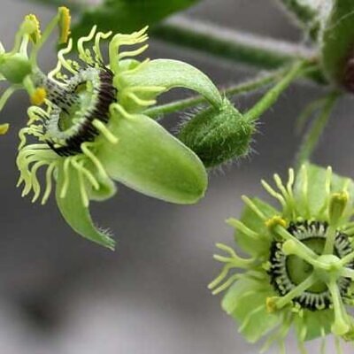Passiflora suberosa / Passiflora pallida - Corkystem Passionflower, Corky-stem Passion Vine, Cork Bark Passionflower, Indigo Berry