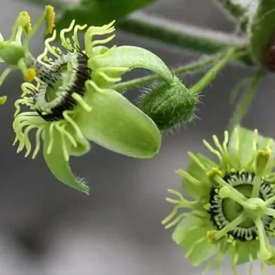 Passiflora suberosa / Passiflora pallida - Corkystem Passionflower, Corky-stem Passion Vine, Cork Bark Passionflower, Indigo Berry