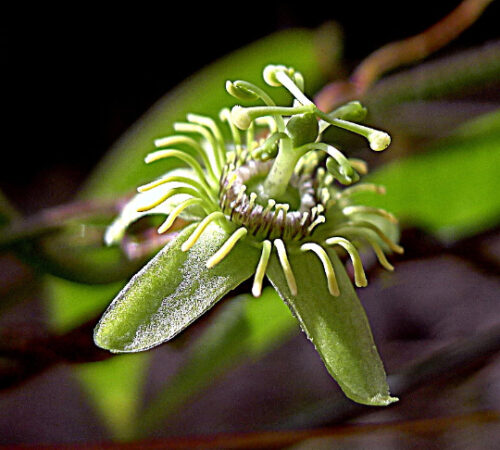 Passiflora suberosa / Passiflora pallida - Corkystem Passionflower, Corky-stem Passion Vine, Cork Bark Passionflower, Indigo Berry - Image 3