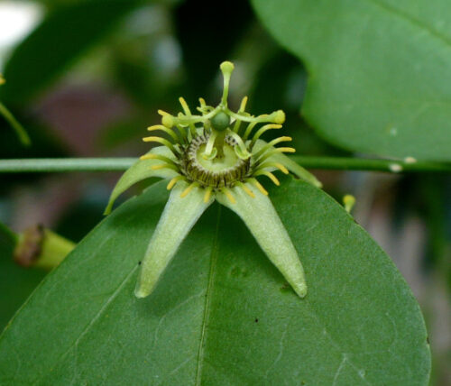 Passiflora suberosa / Passiflora pallida - Corkystem Passionflower, Corky-stem Passion Vine, Cork Bark Passionflower, Indigo Berry - Image 4