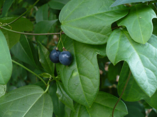 Passiflora suberosa / Passiflora pallida - Corkystem Passionflower, Corky-stem Passion Vine, Cork Bark Passionflower, Indigo Berry - Image 6