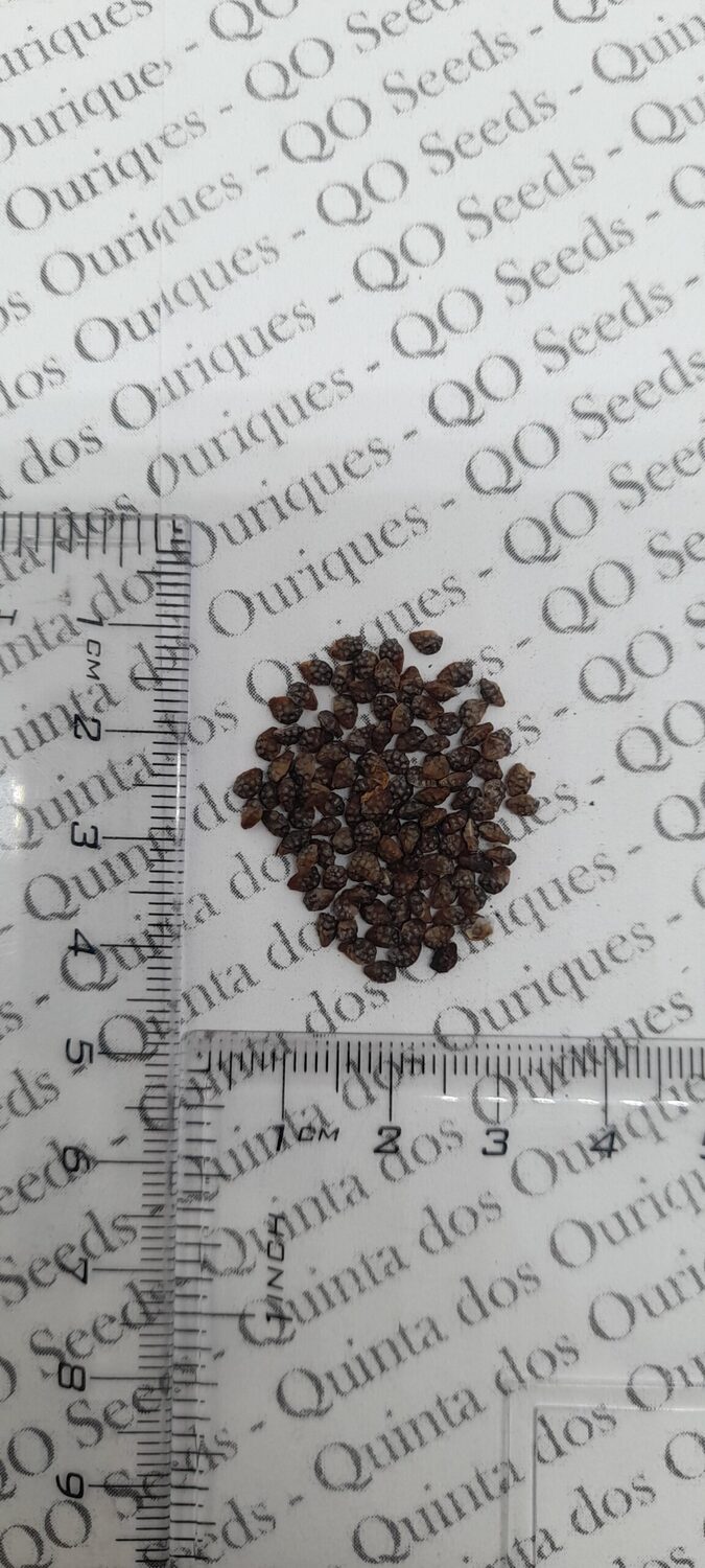 Passiflora suberosa / Passiflora pallida - Corkystem Passionflower, Corky-stem Passion Vine, Cork Bark Passionflower, Indigo Berry - Image 10