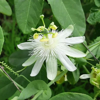 Passiflora subpeltata / Passiflora alba / Passiflora atomaria - Granadina,  White Passionflower