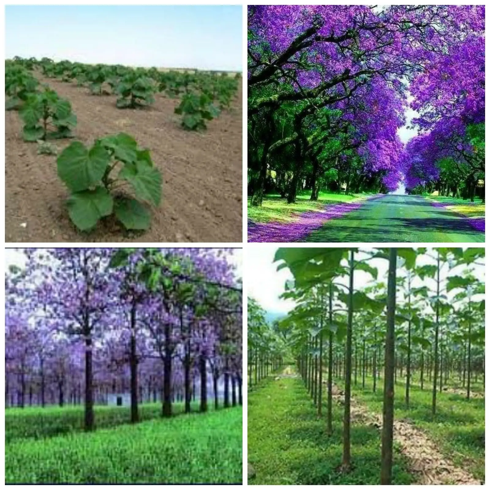 Paulownia elongata - Pink Empress Tree - Image 3