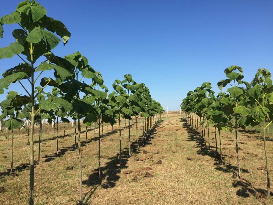Paulownia elongata - Pink Empress Tree - Image 4