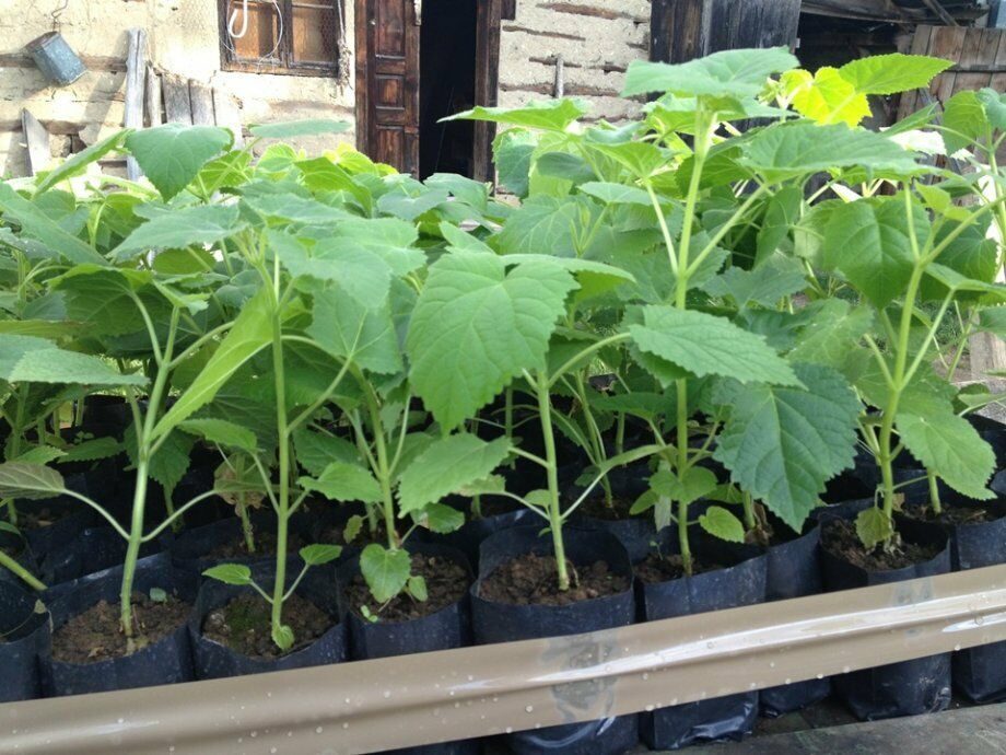 Paulownia elongata - Pink Empress Tree - Image 5