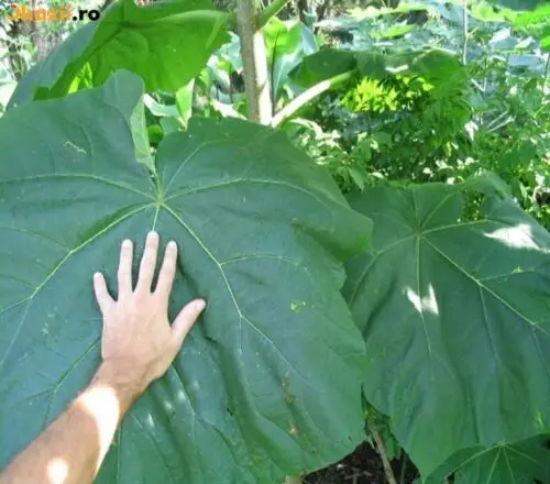 Paulownia elongata - Pink Empress Tree - Image 9