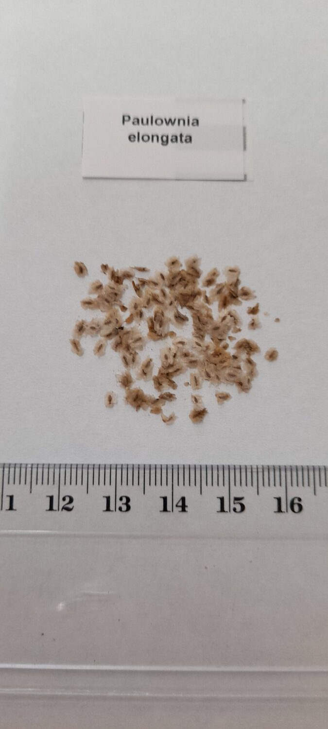 Paulownia elongata - Pink Empress Tree - Image 11