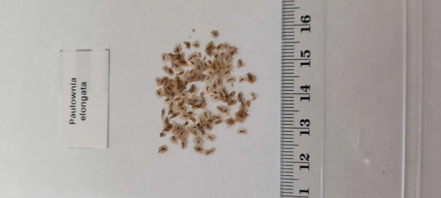 Paulownia elongata - Pink Empress Tree - Image 11