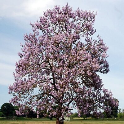 Paulownia fortunei - Fortunes Empress Tree, Sapphire Tree