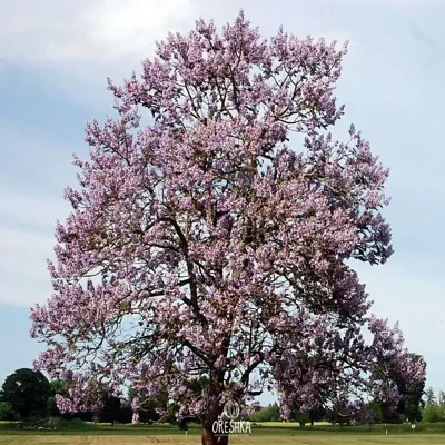 Paulownia fortunei - Fortunes Empress Tree, Sapphire Tree