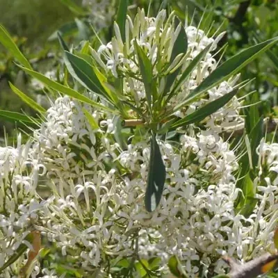 Pavetta lanceolata - Christmas bush, bridal bush, forest brides bush, bridal bush, christmas bush