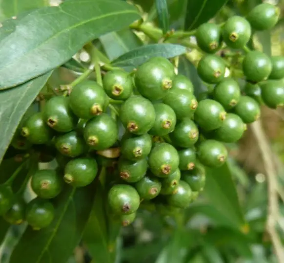 Pavetta lanceolata - Christmas bush, bridal bush, forest brides bush, bridal bush, christmas bush - Image 3