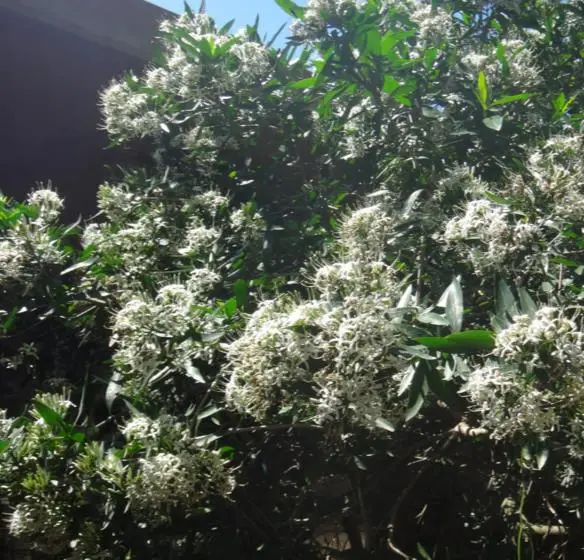 Pavetta lanceolata - Christmas bush, bridal bush, forest brides bush, bridal bush, christmas bush - Image 4