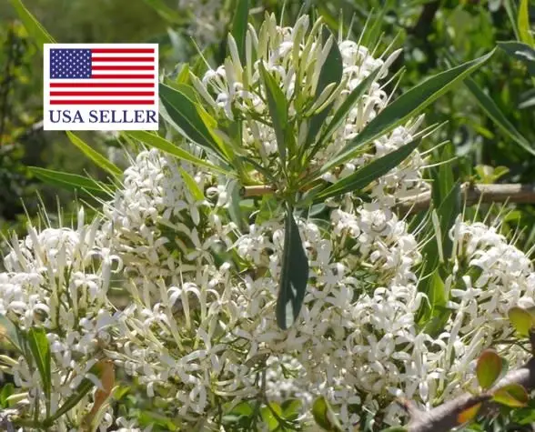 Pavetta lanceolata - Christmas bush, bridal bush, forest brides bush, bridal bush, christmas bush - Image 8