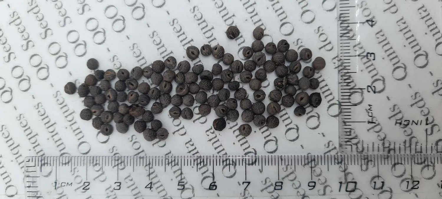 Pavetta lanceolata - Christmas bush, bridal bush, forest brides bush, bridal bush, christmas bush - Image 9