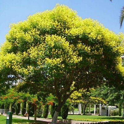 Peltophorum africanum - Weeping Wattle, African Blackwood