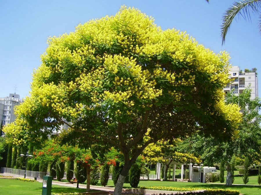 Peltophorum africanum - Weeping Wattle, African Blackwood