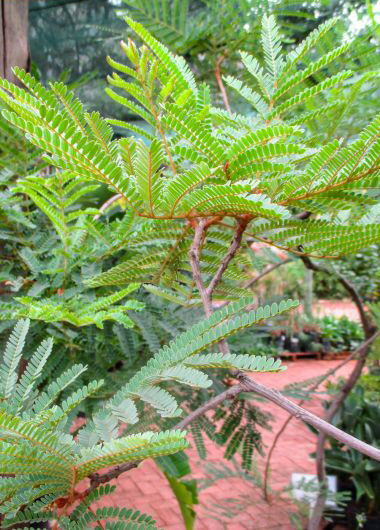 Peltophorum africanum - Weeping Wattle, African Blackwood - Image 2