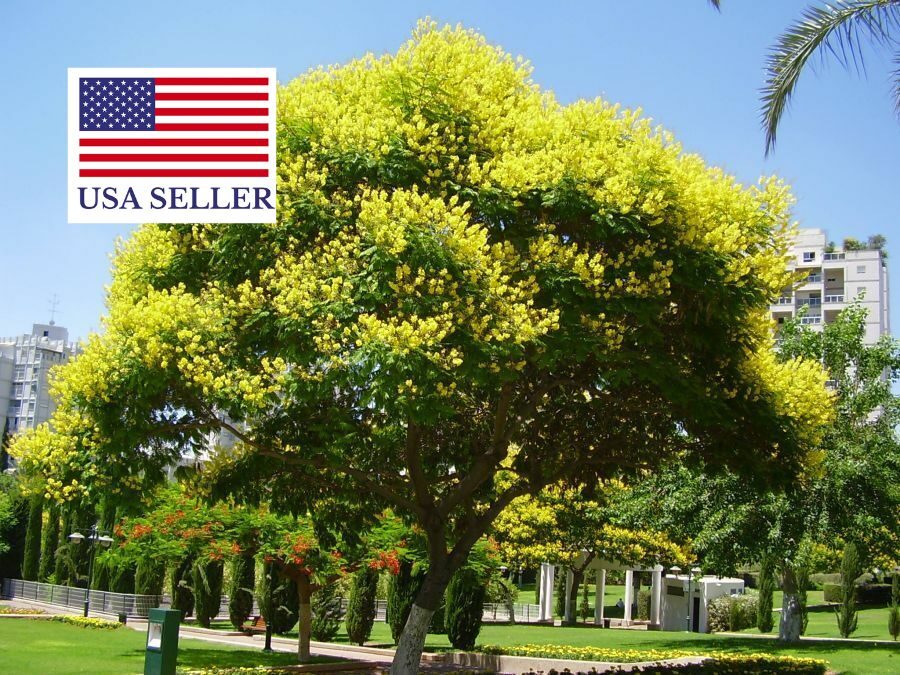 Peltophorum africanum - Weeping Wattle, African Blackwood - Image 3