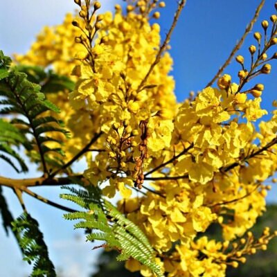 Peltophorum pterocarpum - Copperpod, Golden Flamboyant