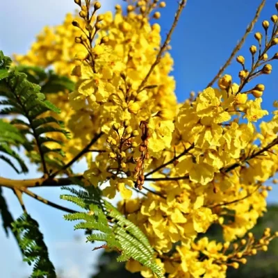 Peltophorum pterocarpum - Copperpod, Golden Flamboyant