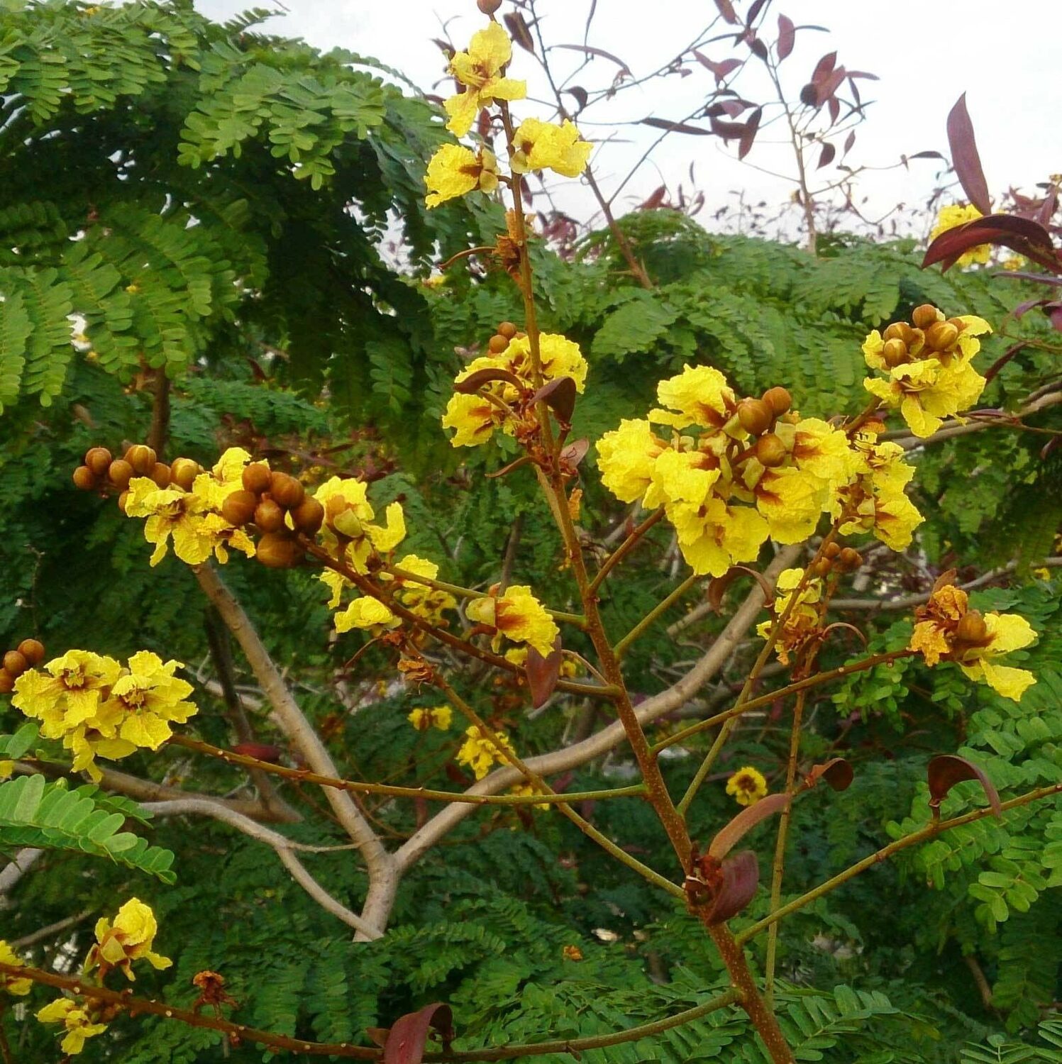 Peltophorum pterocarpum - Copperpod, Golden Flamboyant - Image 9