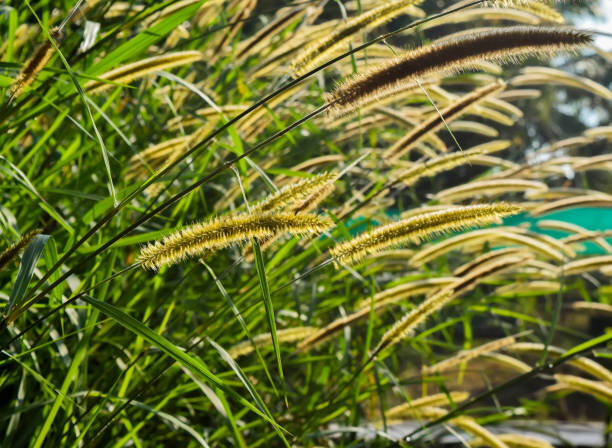 Pennisetum purpureum - Napier grass, Elephant grass, Uganda grass - Image 2
