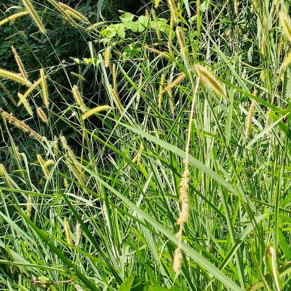 Pennisetum purpureum - Napier grass, Elephant grass, Uganda grass - Image 4
