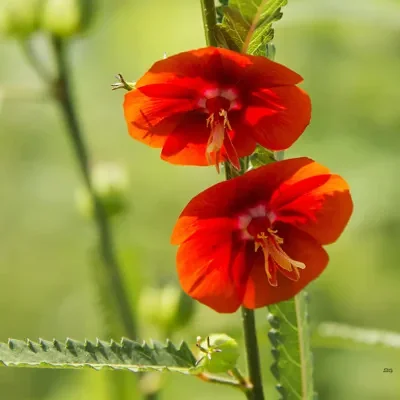 Pentapetes phoenicea - Noon Flower, Scarlet Mallow, Midday Flower