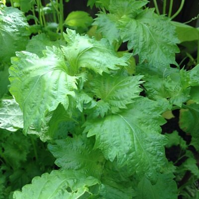 Perilla frutescens - Korean Perilla, Shiso, Deulkkae, Beefsteak Plant