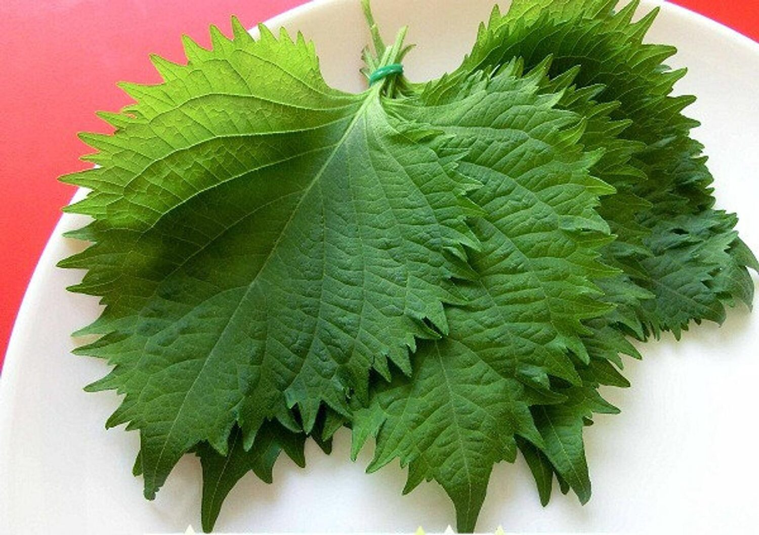 Perilla frutescens - Korean Perilla, Shiso, Deulkkae, Beefsteak Plant - Image 4