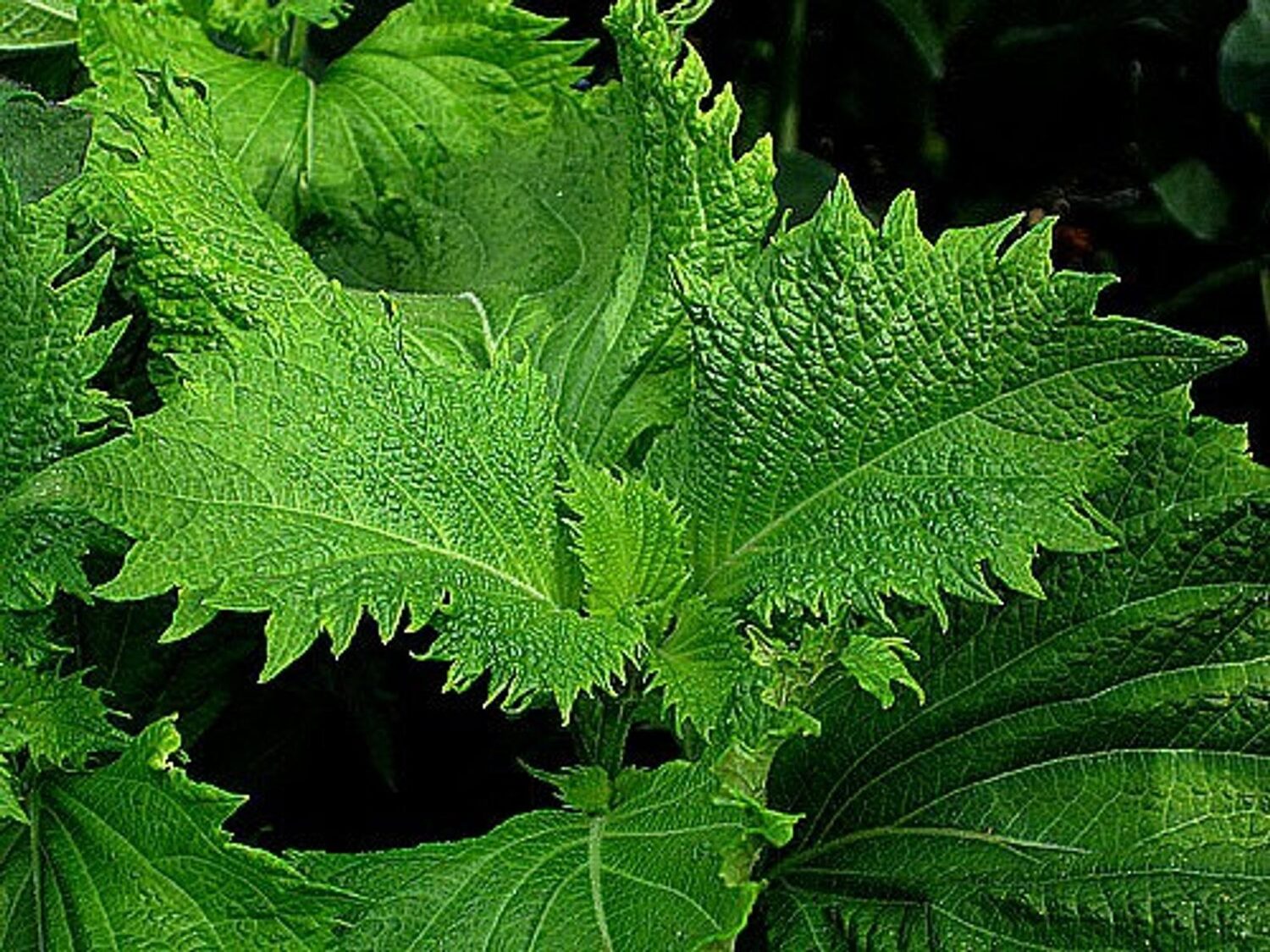 Perilla frutescens - Korean Perilla, Shiso, Deulkkae, Beefsteak Plant - Image 5