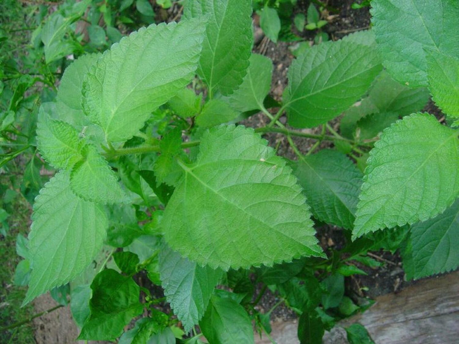Perilla frutescens - Korean Perilla, Shiso, Deulkkae, Beefsteak Plant - Image 6