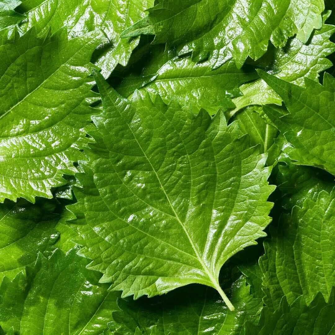 Perilla frutescens - Korean Perilla, Shiso, Deulkkae, Beefsteak Plant - Image 7