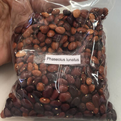 Phaseolus lunatus - Lima Bean, Butter Bean, Sieva Bean, Double Bean, Madagascar Bean