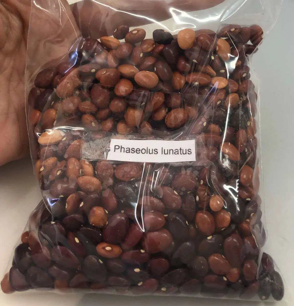 Phaseolus lunatus - Lima Bean, Butter Bean, Sieva Bean, Double Bean, Madagascar Bean