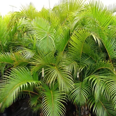 Phoenix acaulis - Dwarf Date Palm, Stemless Date Palm, Khajuri