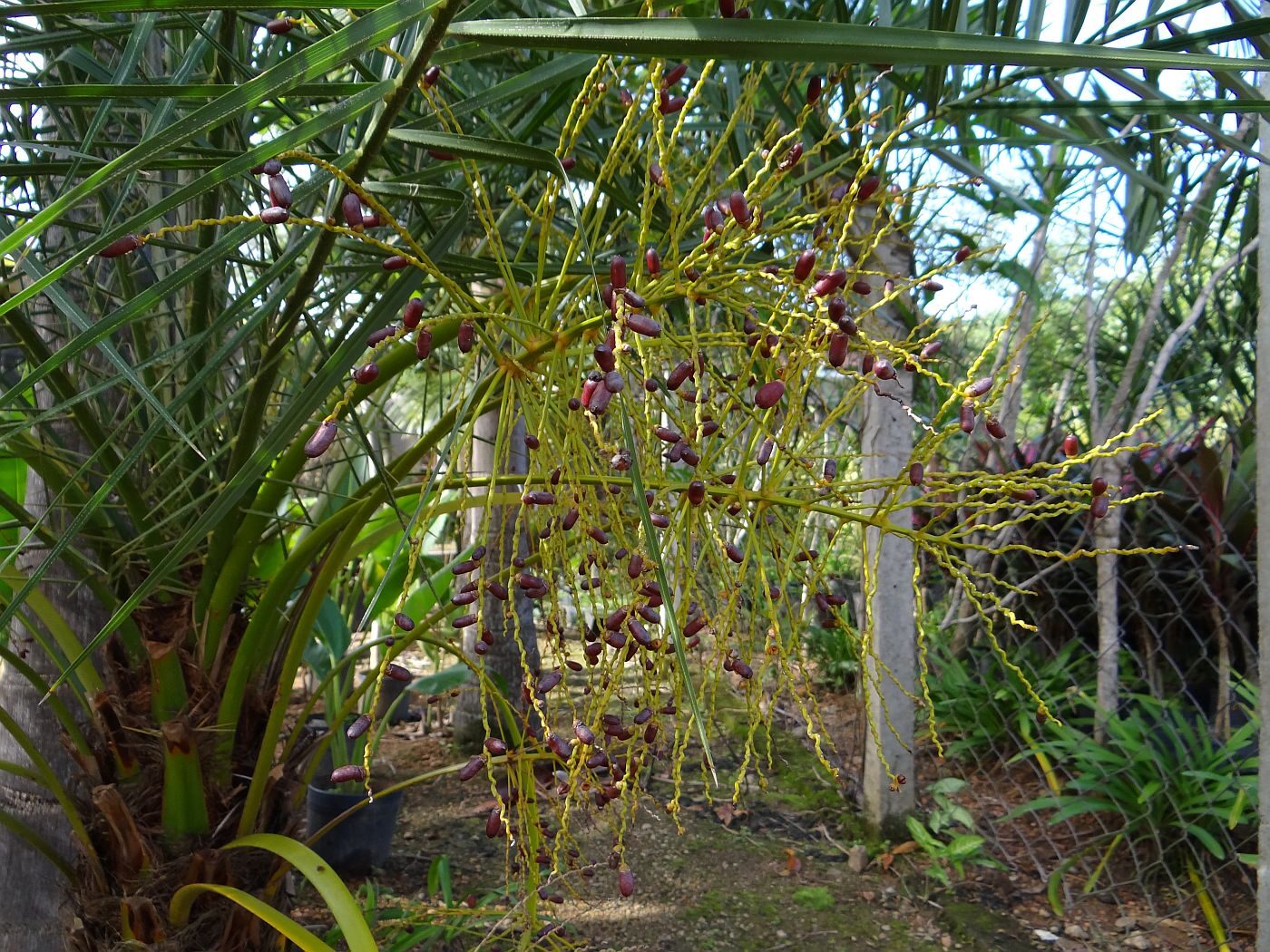 Phoenix acaulis - Dwarf Date Palm, Stemless Date Palm, Khajuri - Image 3