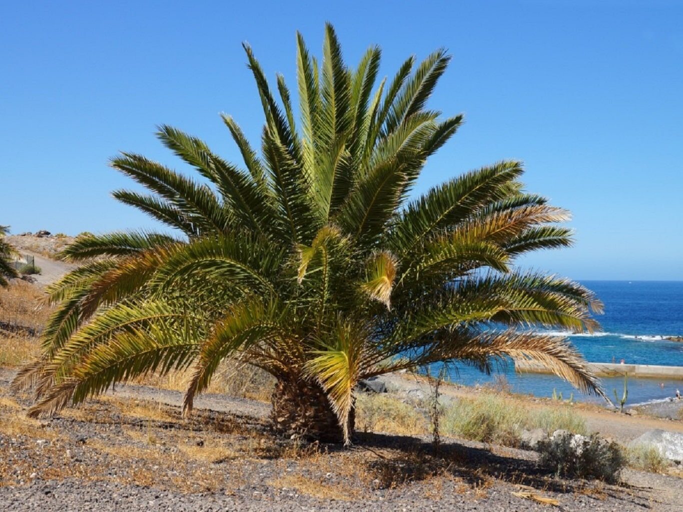 Phoenix acaulis - Dwarf Date Palm, Stemless Date Palm, Khajuri - Image 5