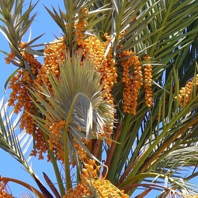 Phoenix dactylifera - True Date Palm